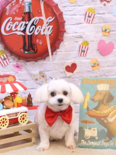 20230926サクラちゃん